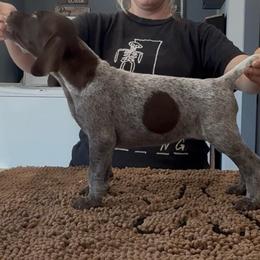 Girl 3 - Liver and white female German Shorthaired Pointer puppy in Bryan, Texas from Ehrenvogel and Bessdach Kennels