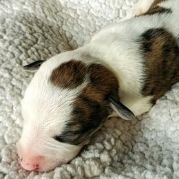 Lewis - White and red brindle Whippet puppy in Delaware, Ohio from Unionblue Whippets