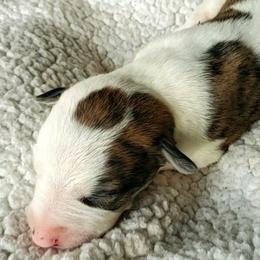 Lewis - White and red brindle Whippet puppy in Delaware, Ohio from Unionblue Whippets