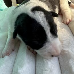 Pebbles - Black and white female Border Collie puppy in Henagar, Alabama from Ridge Kap Border Collies
