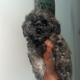 Chelsea 2500 - Sable female Yorkipoo puppy in Gastonia, North Carolina from Dynasty Kennel