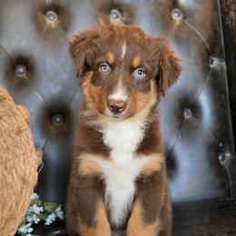 Willa- Has Tail and Videos - Red tri-color female Australian Shepherd puppy in Troy, South Carolina from Lana Corley- Australian Shepherds of 3/W Farms