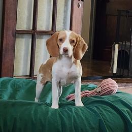 Skye - Beagle