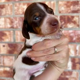 Willy - Piebald male Dachshund puppy in Deming, New Mexico from FoxieDoxies of New Mexico
