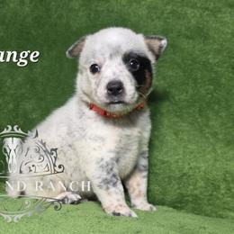 Orange - Blue male Australian Cattle Dog puppy in Silsbee, Texas from Rockin ND Ranch