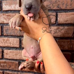 Dewdrop - Blue male Great Dane puppy in Norton, Ohio from Guilty Pleasure Great Danes & Frenchies