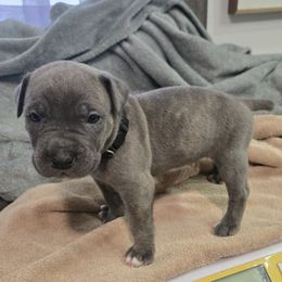Boy 6 - male Cane Corso puppy in Beaver Crossing, Nebraska from Blue River Cane Corso
