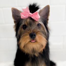 Yorkshire Terriers from All Star Yorkies