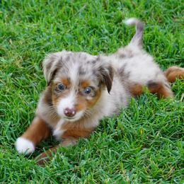 Red Merle Female Hazel Eye - Red merle female Aussiedoodle puppy in Lawton, Oklahoma from Lindsey’s Aussies