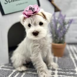 Miniature Schnauzer Puppies from Schnauzers on Robinson Lane