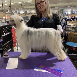 Rumor - Chinese Crested
