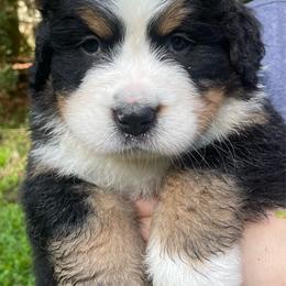 Zurich - Black rust and white male Bernese Mountain Dog puppy in Fountain, North Carolina from Stargirl Bernese Mountain Dogs