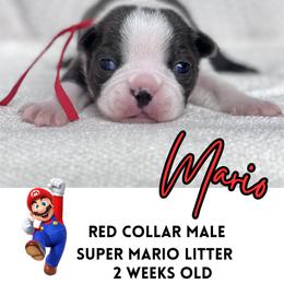 Mario - Blue male Boston Terrier puppy in West Jefferson, Ohio from Kline Kennels