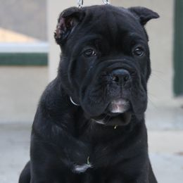 Cane Corso Puppies from Gator Country Canè Corsos