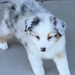 Sissy's Blue Merle Boy - Blue merle male Australian Shepherd puppy in Mt. Pleasant, Utah from WildeOak Aussies