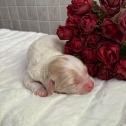 Elsa - Blenheim female Cavapoo puppy in South Jordan, Utah from Simply Sweet Paws. LLC