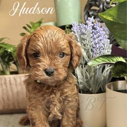 Hudson - Red male Cavapoo puppy in Grove, Oklahoma from Rocky Oak Cavaliers & Biewer Terriers LLC