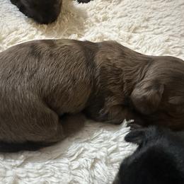 Girl 1 - Dapple female Dachshund puppy in Oelwein, Iowa from Shaffer Dachshunds