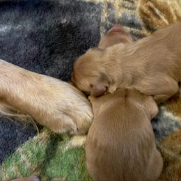 Girl 3 - Dark golden female Golden Retriever puppy in Lebanon, Oregon from Dark Goldens on Hilltop