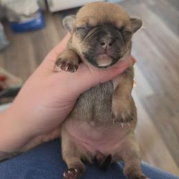 Rory - Black sabled fawn female Chihuahua puppy in Ashtabula, Ohio from Paw's & Awe's Chihuahuas