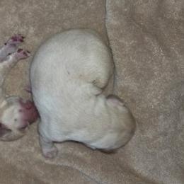 Yellow - Yellow male Labrador Retriever puppy in Siloam Springs, Arkansas from Karemy Kennels (Karemy Labradors)