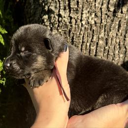 Sansa Stark - Bi-color female German Shepherd puppy in Chino, California from BlueStone K9