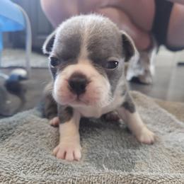 Boy 2 - Seal - Seal and white male Boston Terrier puppy in Sulphur Springs, Texas from B&B Bostons