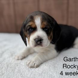 Garth AKC - Black tan and white male Beagle puppy in Rogersville, Missouri from Hales Little Beagle Haven