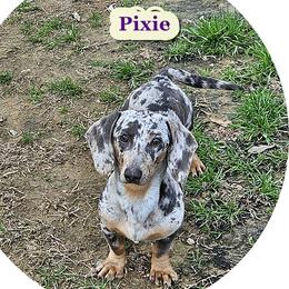 Pixie - Dachshund