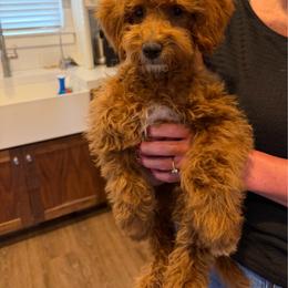 Daisy - Apricot female Goldendoodle puppy in Payson, Utah from Country Sky Doodles