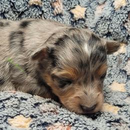 Reese - Blue merle male Miniature Australian Shepherd puppy in Deer Park, Washington from Rodeo Aussies