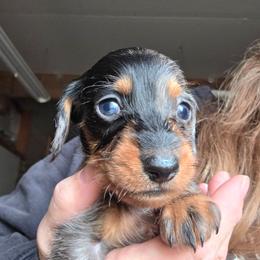 Pepper's black and tan dapple wire boy - Dapple male Dachshund puppy in Caldwell, Idaho from Dozendachs