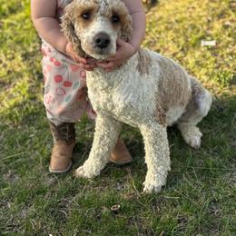 Tinker - Poodle