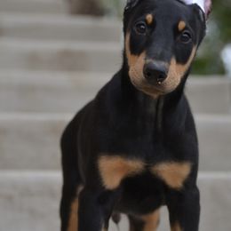 Doberman Pinscher Puppies from Obsidian Kennels
