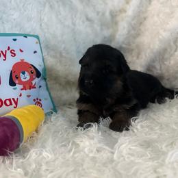 Teal collar - Black and red male German Shepherd puppy in London, Ohio from Rose Trail Siberian’s