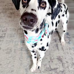 Bunker (was Mario) - White and black male Dalmatian puppy in Bremen, Georgia from Clark’s Dalmatians