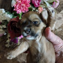 Daisy Mae - Red sable female Havanese puppy in Cleveland, Texas from 7th Heaven Havanese of Texas