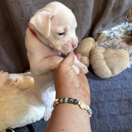 Red - White female Boxer puppy in Evington, Virginia from Boxer Tails