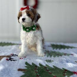 Nova - White female Cavapoo puppy in Apopka, Florida from Rae Precious Puppies