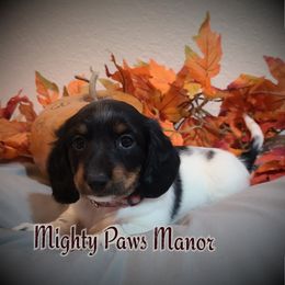 Dachshund Puppies from Mighty Paws Manor