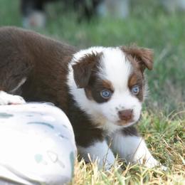 Beau - Red tri male Toy Australian Shepherd puppy in Chickasha, Oklahoma from Rustic Lace