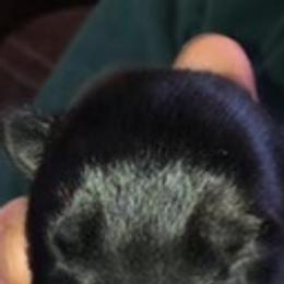 German Shepherd Puppies from Sandy’s Shepherds