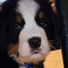 Bernese Mountain Dogs from Jill Stahl Tyler