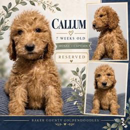 Callum - Apricot male Goldendoodle puppy in Macclenny, Florida from Baker County Goldendoodles