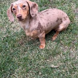 Rory - Dachshund