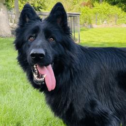 Raina - German Shepherd