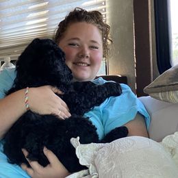 Poodle Puppies from RP Bar Ranch Royal Poodles and Doodles