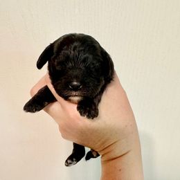Thea - Black female Cavapoo puppy in Eatonton, Georgia from TNT Puppies