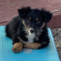 Uki - Black tri-color male Australian Shepherd puppy in Phoenix, Arizona from Rockin' Diamond T Ranch Australian Shepherds