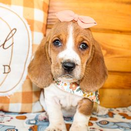 Basset Hound and Goldendoodle Puppies from Rocking H
